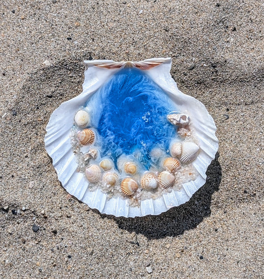 Coquillage Océan