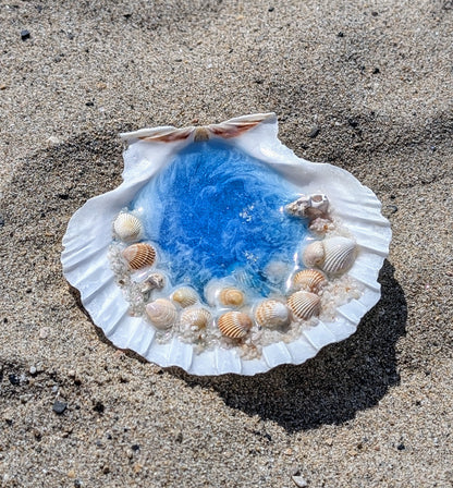 Coquillage Océan