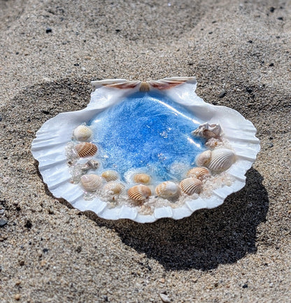 Coquillage Océan